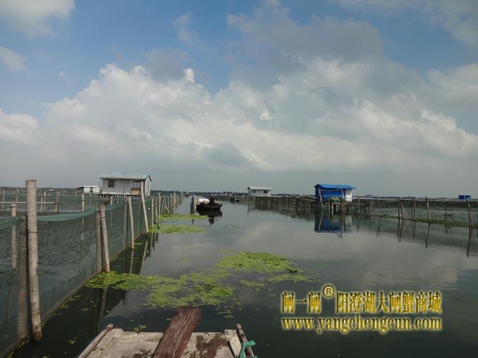 阳澄湖八月