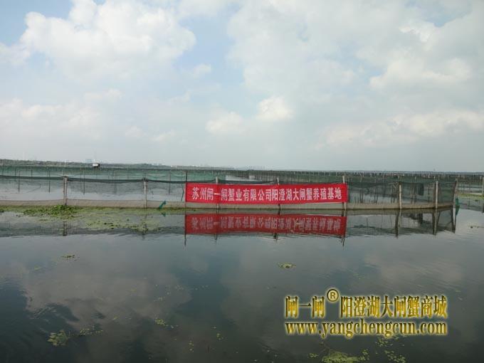 阳澄湖大闸蟹养殖基地