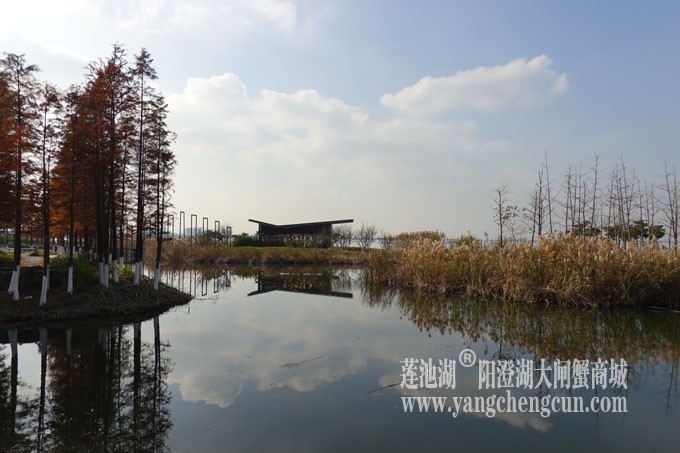 巴城生态湿地公园（冬天）