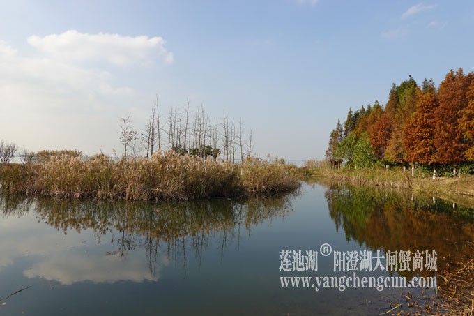 巴城生态湿地公园（冬天）