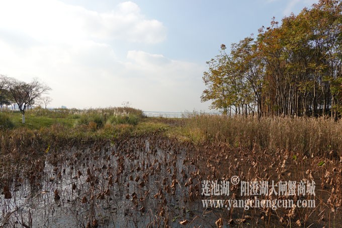 巴城生态湿地公园（冬天）