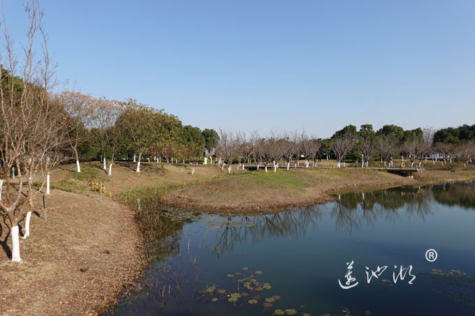 云杉湖