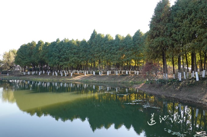 云杉湖