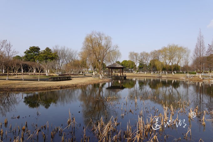 朝阳映在莲池湖上