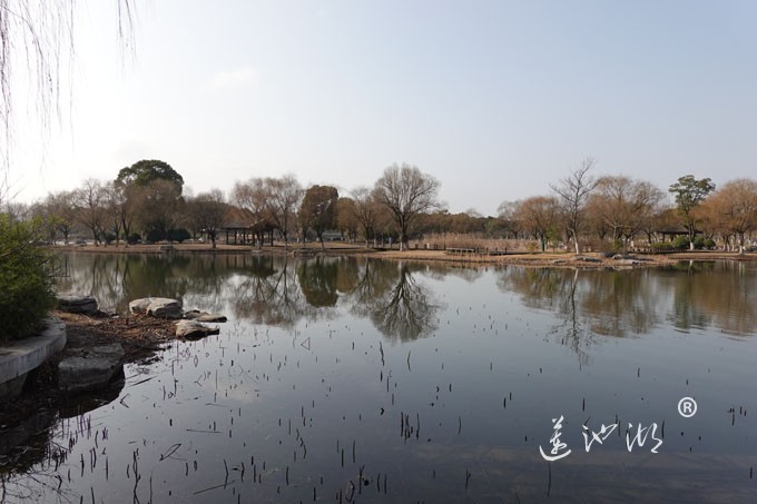 朝阳映在莲池湖上