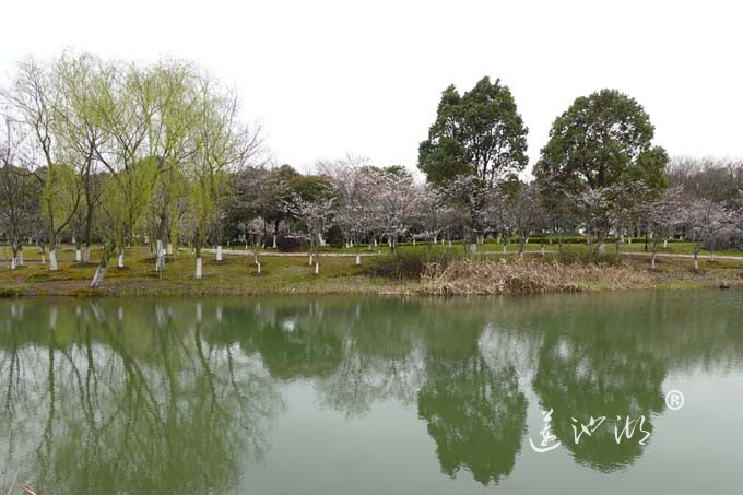 仙樱湖的樱花开了