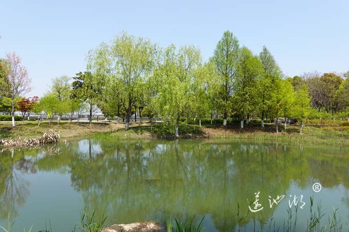 阳澄湖畔四月天-仙樱湖