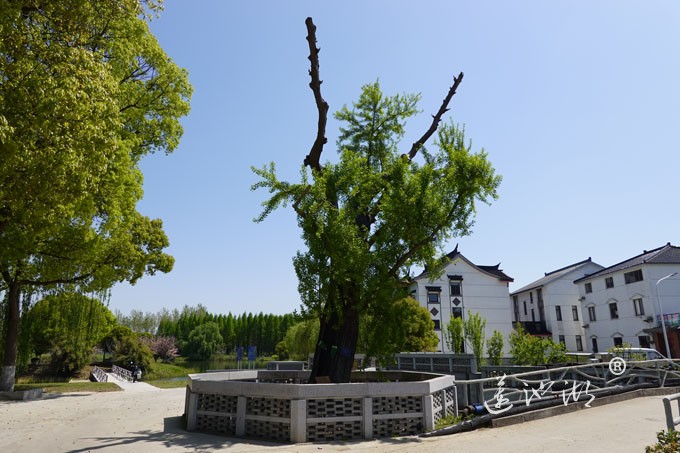 绰墩山村