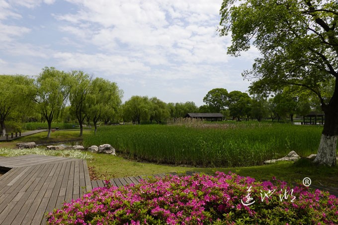 阳澄湖畔四月天-莲池湖转鱼墩