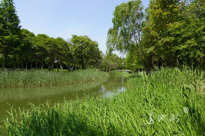 阳澄湖畔四月天-正仪生态湿地