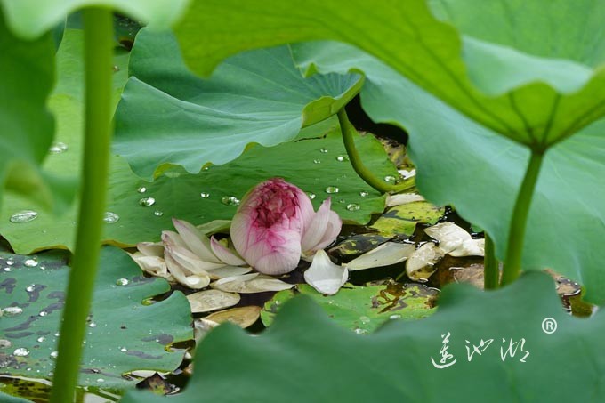 阳澄湖畔并蒂莲开
