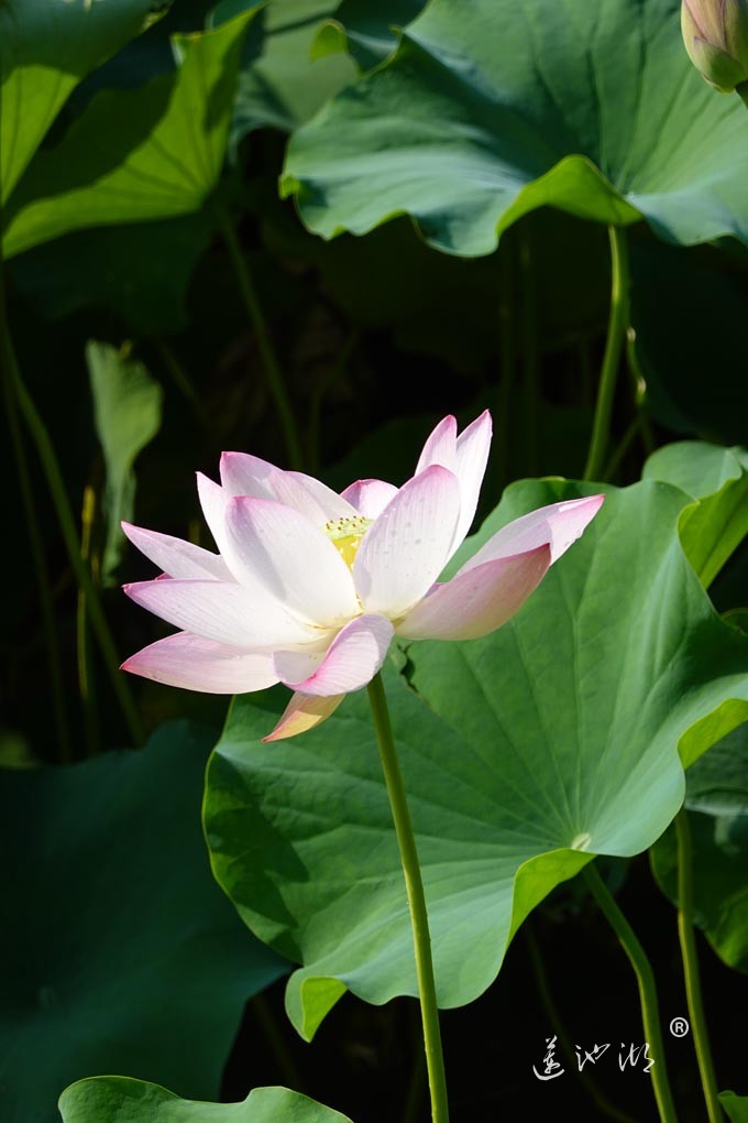 莲池湖的荷花