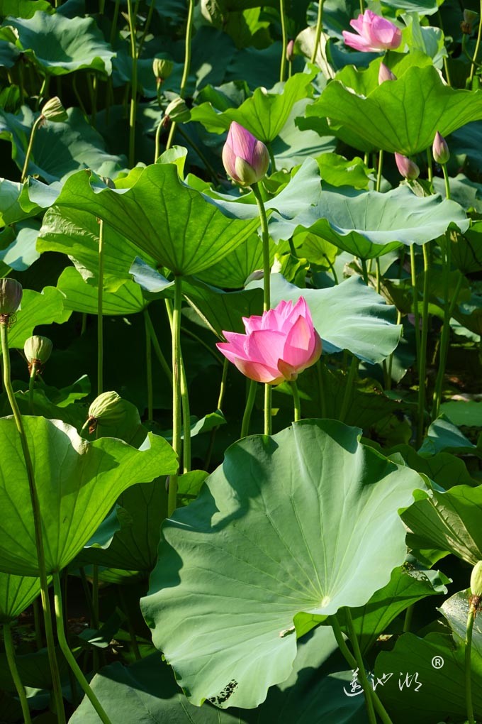 莲池湖的荷花