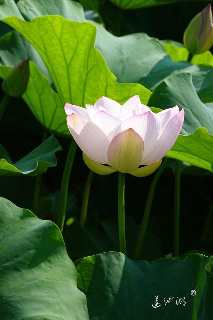 莲池湖的荷花