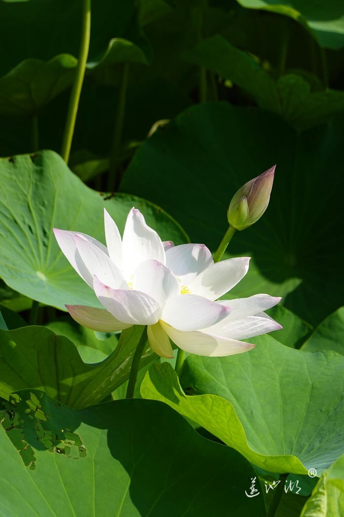 莲池湖的荷花