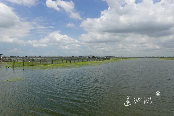 苏州阳澄湖大闸蟹养殖基地