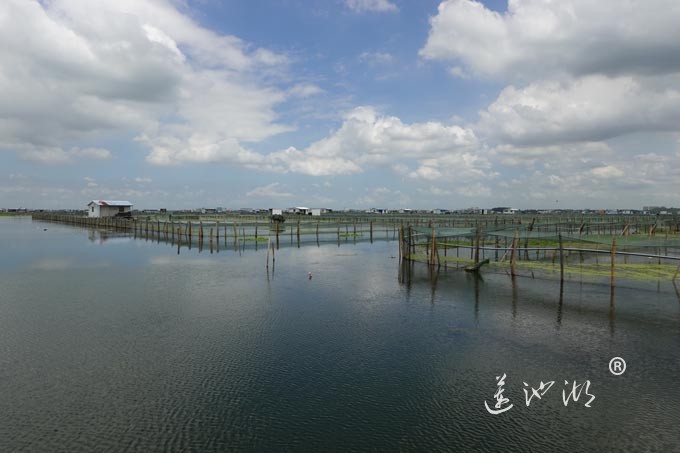 苏州阳澄湖大闸蟹养殖基地