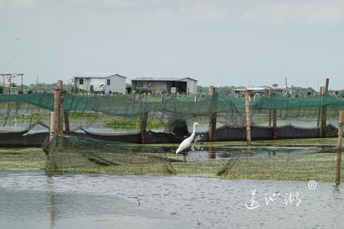 白鹭