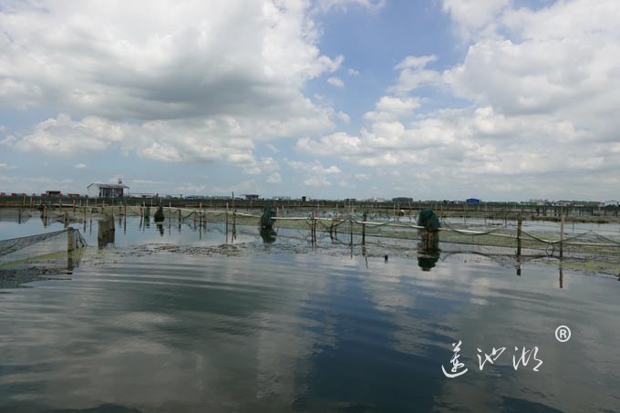 苏州阳澄湖大闸蟹养殖基地