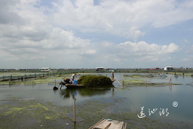 阳澄湖蟹农