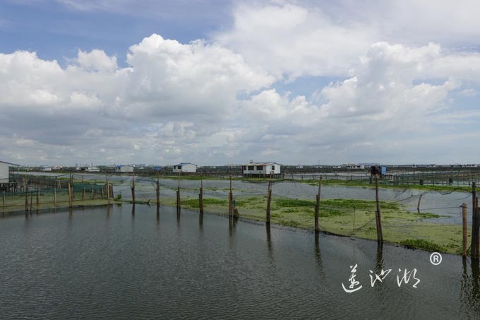 苏州阳澄湖大闸蟹养殖基地