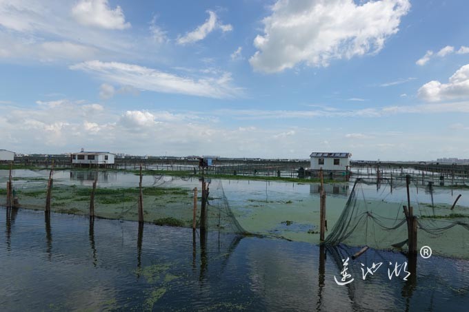 苏州阳澄湖大闸蟹养殖基地
