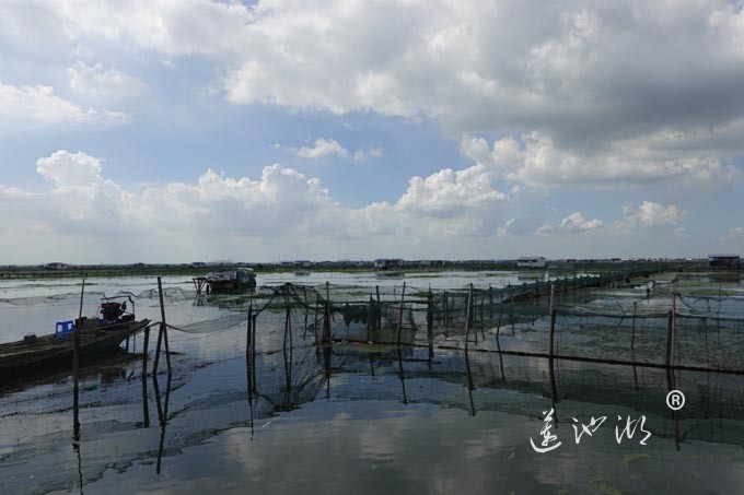 苏州阳澄湖大闸蟹养殖基地