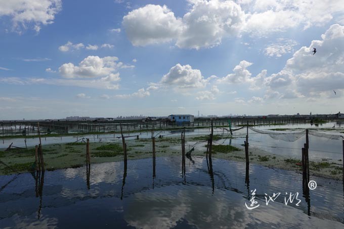 苏州阳澄湖大闸蟹养殖基地