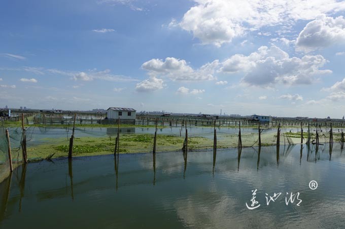 苏州阳澄湖大闸蟹养殖基地