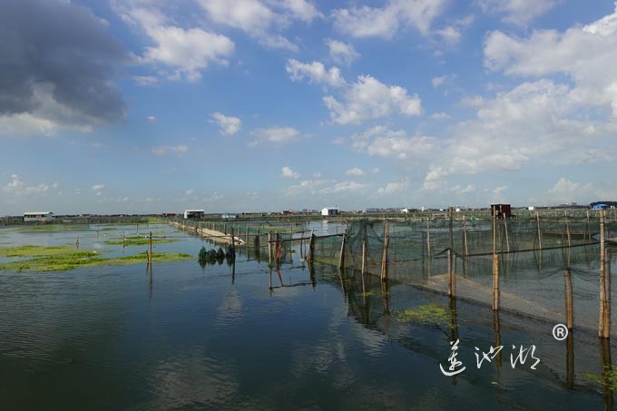 苏州阳澄湖大闸蟹养殖基地