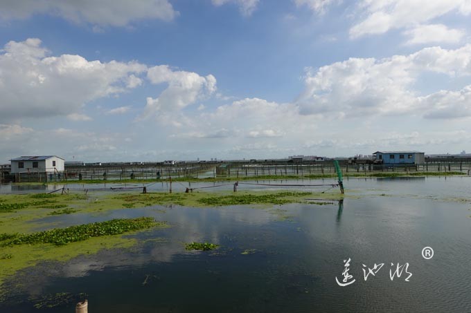 苏州阳澄湖大闸蟹养殖基地