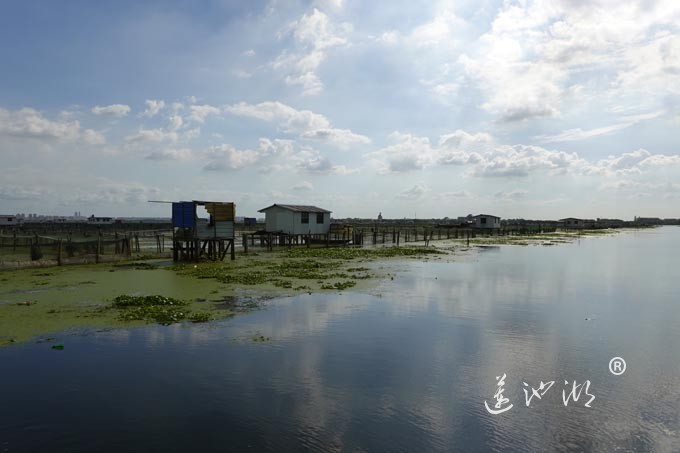 苏州阳澄湖大闸蟹养殖基地