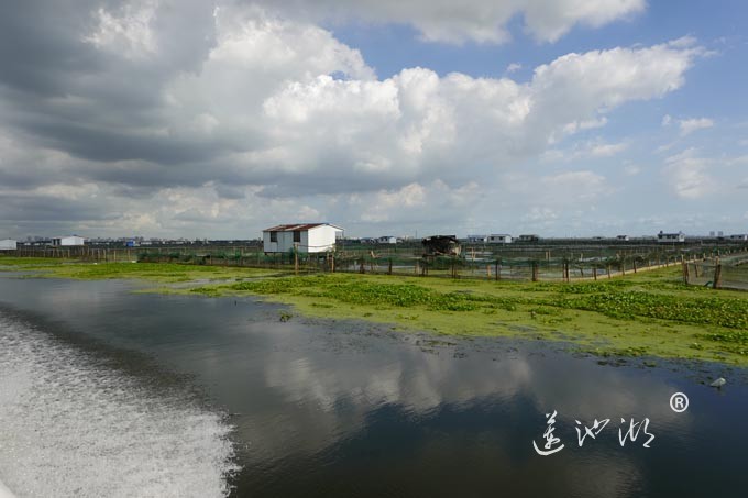 苏州阳澄湖大闸蟹养殖基地