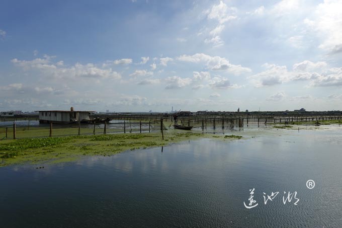 苏州阳澄湖大闸蟹养殖基地