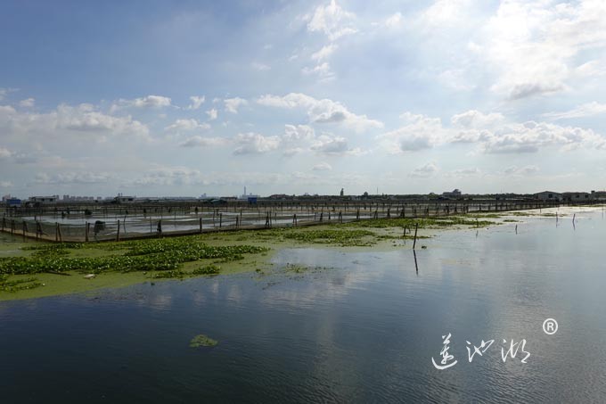 苏州阳澄湖大闸蟹养殖基地