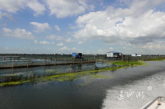 苏州阳澄湖大闸蟹养殖基地