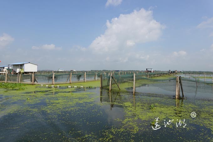 阳澄湖上秋意正浓