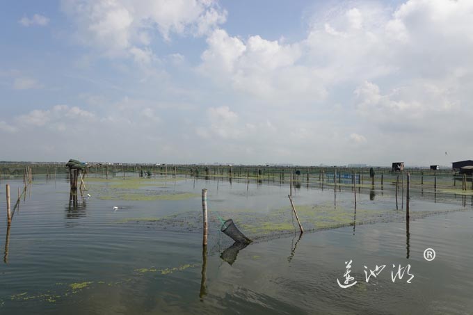 阳澄湖上秋意正浓