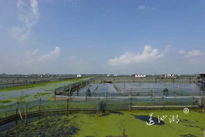 阳澄湖上秋意正浓