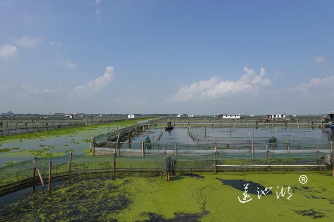 阳澄湖上秋意正浓