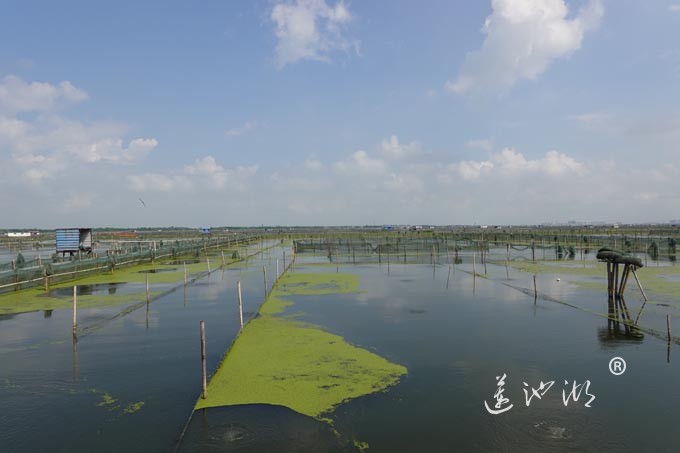 阳澄湖上秋意正浓