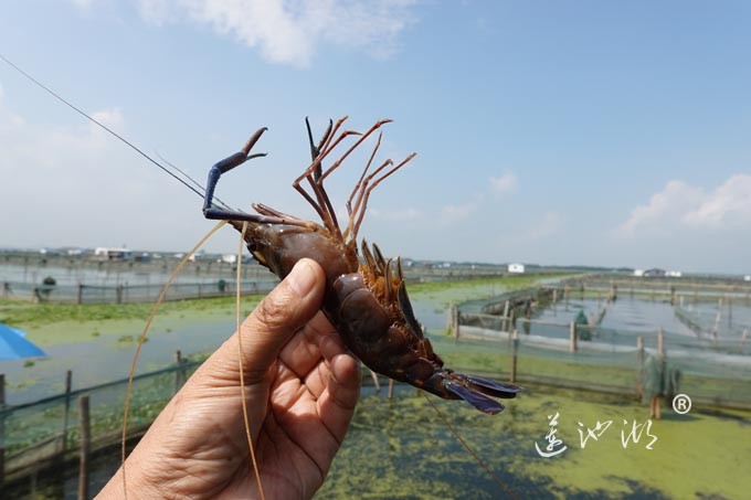 阳澄湖上秋意正浓