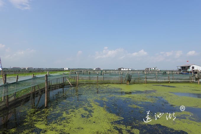 阳澄湖上秋意正浓