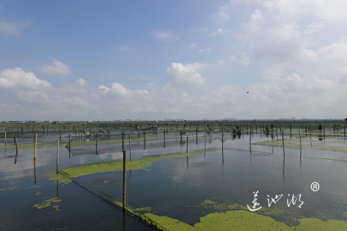 阳澄湖上秋意正浓