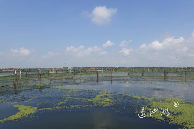 阳澄湖上秋意正浓