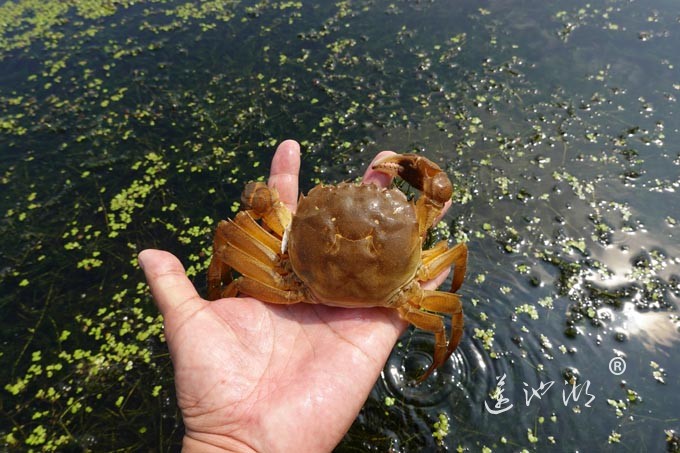 阳澄湖上秋意正浓