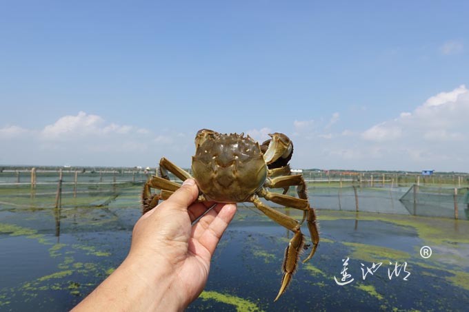 阳澄湖上秋意正浓