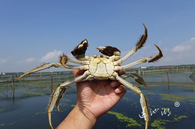 阳澄湖上秋意正浓