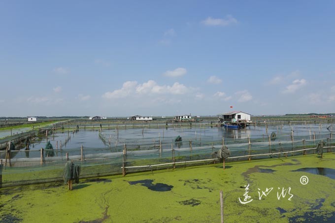 阳澄湖上秋意正浓