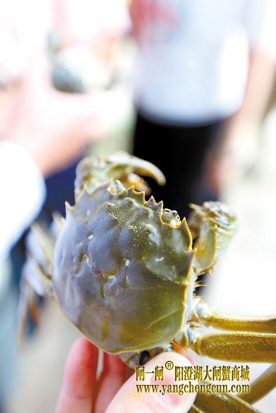 阳澄湖大闸蟹壳质细腻